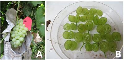 The correlation between embryo rescue and hormonal changes in seedless grapes